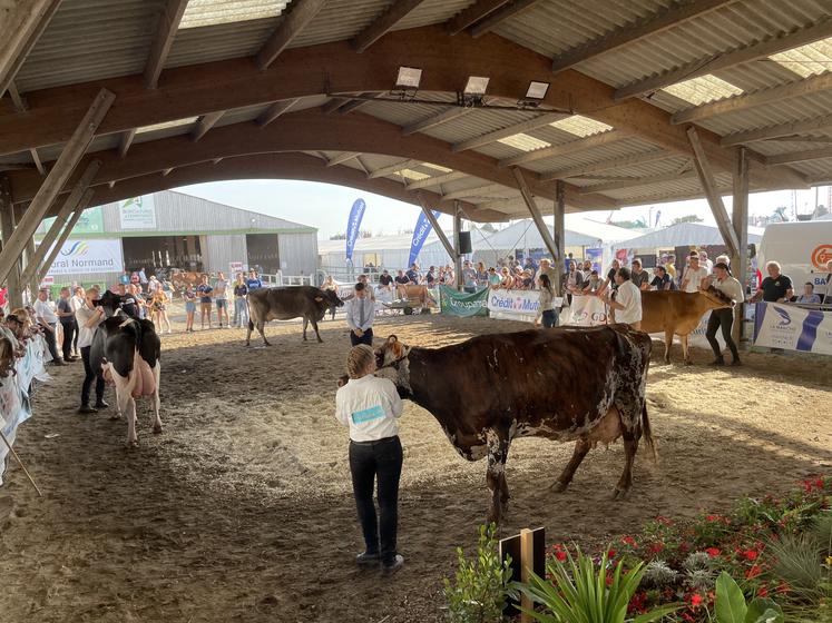 Les races laitières et les races allaitantes fouleront le ring du Festival de l'élevage au cours du week-end prochain.