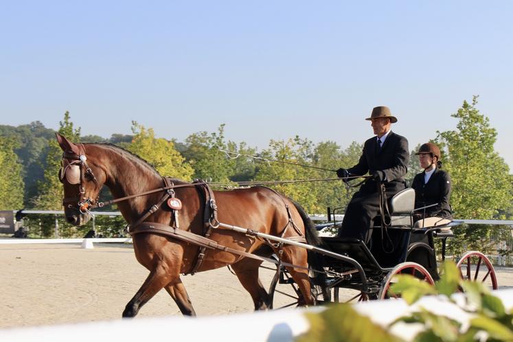 Au menu du mondial de l'attelage : dressage marathon et maniabilité.