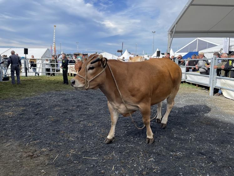 À 8,50 €/kg, cette Blonde d'Aquitaine a décroché la plus haute enchère à la vente à Lessay.