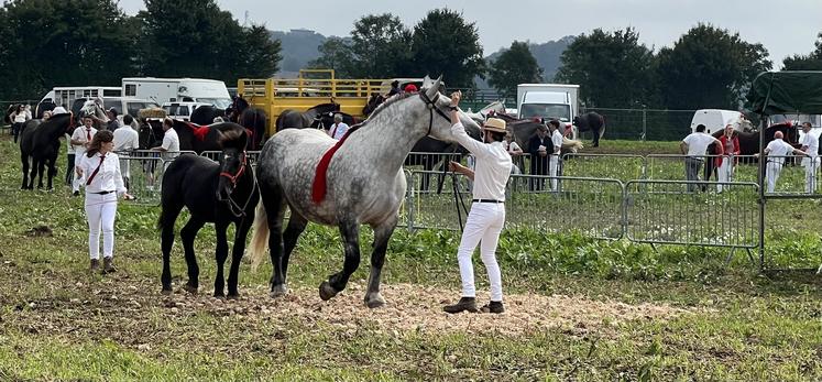 Le concours Percheron a réuni 31 éleveurs. La championne jument : Kaoline des Archers, de Romain Lepoivre. La championne pouliche : Maraine de Saint-Aubin, de Jasy Goret.