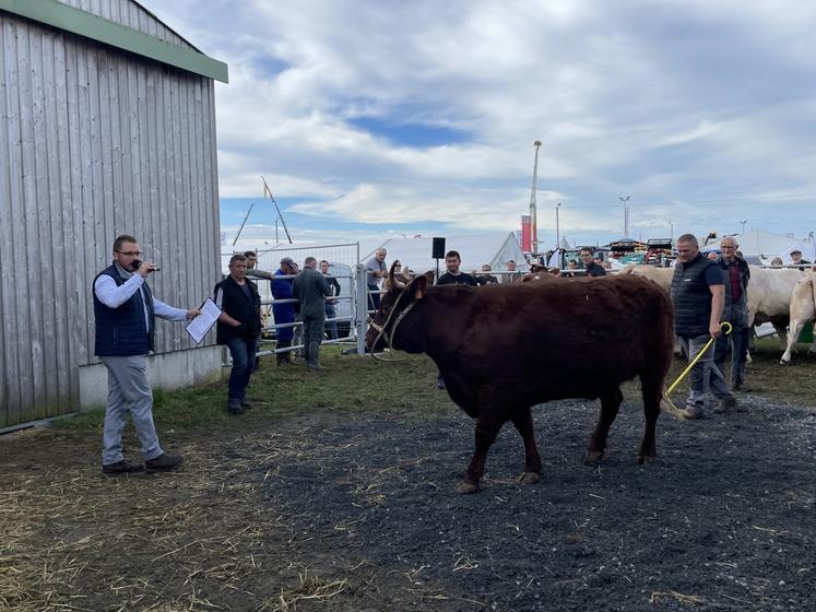 Deux Salers provenant de la Manche, de l'élevage Ropert, ont été proposés à la vente.