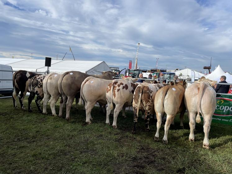 Un ring avait été aménagé afin de proposer les animaux à la vente en toute sécurité.