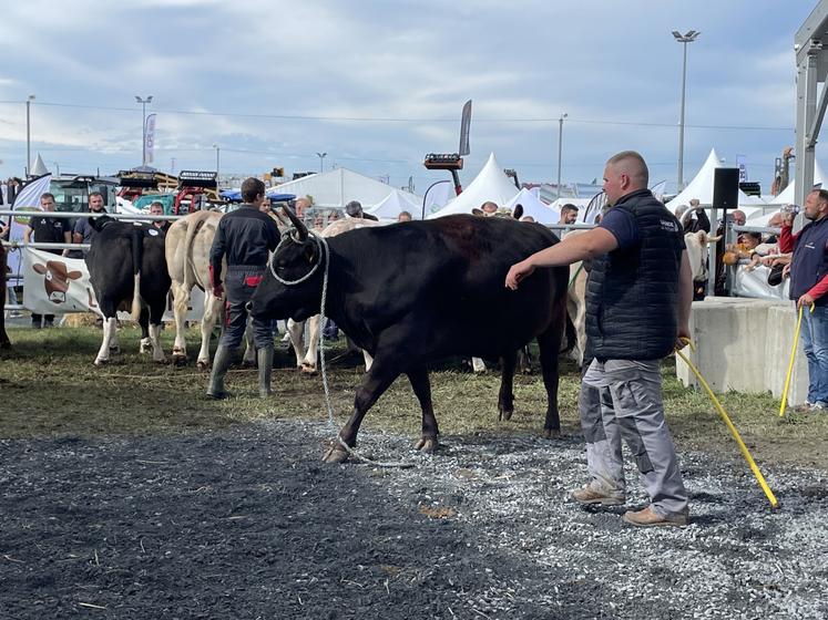 Même si le bœuf Wagyu n'a pas été vendu, l'éleveur a permis au grand public de découvrir cette race élevée dans la Manche.