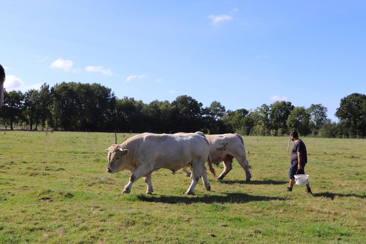 La période du concours n'est pas la plus aisée avec un pic de vêlage pour les éleveurs et une crise sanitaire. Malgré tout, tout est mis en œuvre pour un retour satisfaisant à la Foire de Caen.