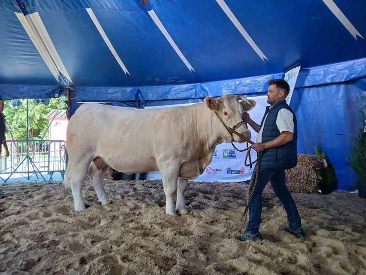 Germain Fréville, éleveur à Beuzeville (27), a fait sensation en remportant plusieurs prix spéciaux, comme ici avec Ramayade, prix d'honneur femelle adulte et prix de synthèse femelle.