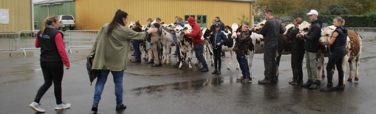 Quatre concours de race sont au menu avec les Charolaises, les Blondes d'Aquitaine, les Prim'Holsteins et les Normandes.