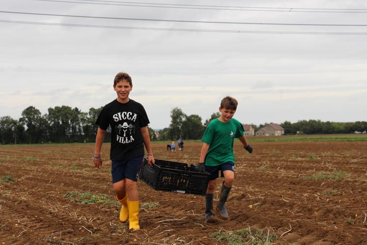 Les enfants Copain du monde sont venus en force pour glaner les pommes de terre en ce mercredi après-midi.