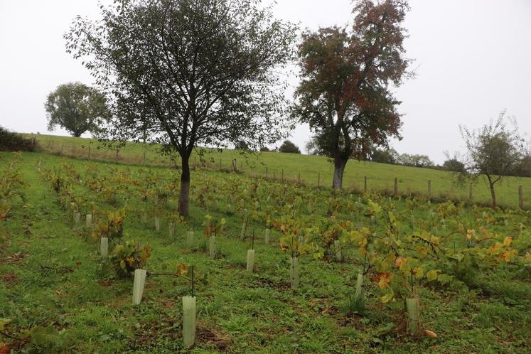500 pieds de vigne ont été plantés en 2021, puis 3 000 en 2023 sur 1,5 ha. Les pommiers leur font de l'ombre.