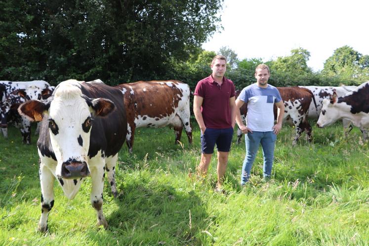 Clément Gosset a repris la ferme familiale en 2020. D'ici peu, il sera rejoint par son frère cadet Pierre-Alexandre, actuellement responsable de dépôt chez Lepicard. Les 460 000 litres de lait en AOP sont collectés par Lactalis. La viande, elle, est valorisée via Vachement normand, la filière E.Leclerc.