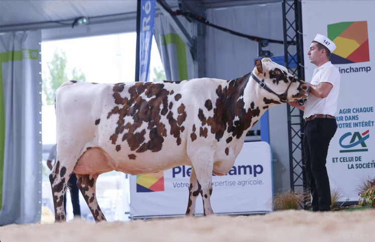 Manzales (fille de Ibernatus x Studio) a été élue meilleure fromagère avec 10,6 camemberts produits par jour de vie et 2e prix de section (4e lactation).