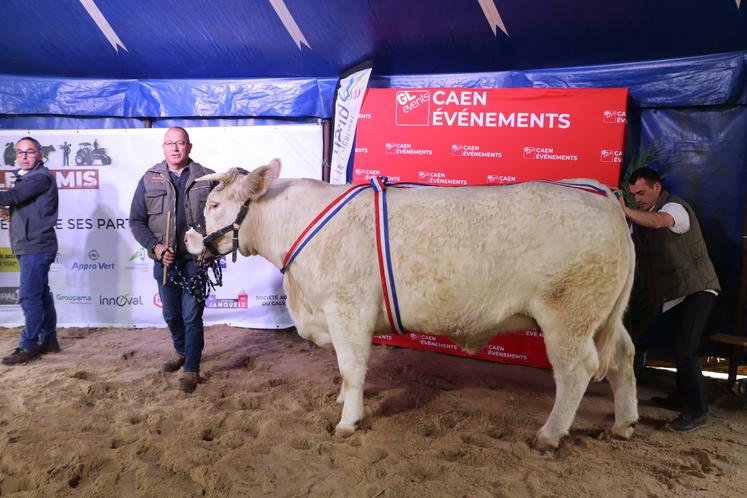 Concours interrégional Charolais 2024 Foire de Caen