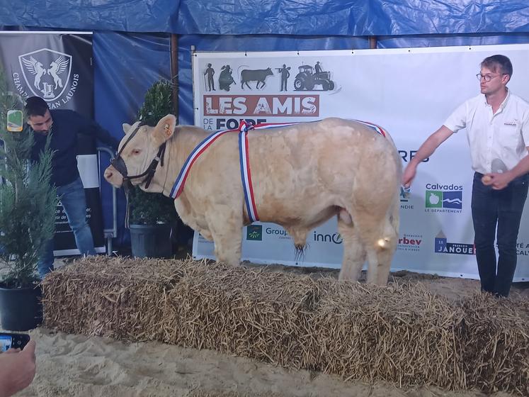 Virtuose, de la SCEA Ferme des Charmilles (76), repart avec le prix d'honneur mâle de l'année.