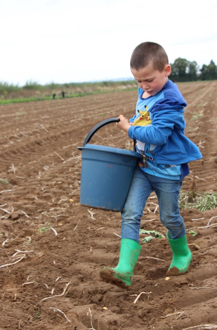 238 kg de pommes de terre ont été glanés, en 1 h 30, par une quinzaine de volontaires.