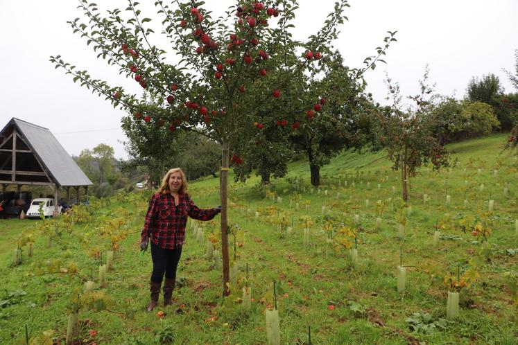 Marie-France Mugnier produit ses pommes sans traitements, répondant au cahier des charges AOC Pays d'Auge, avec une dizaine de variétés.