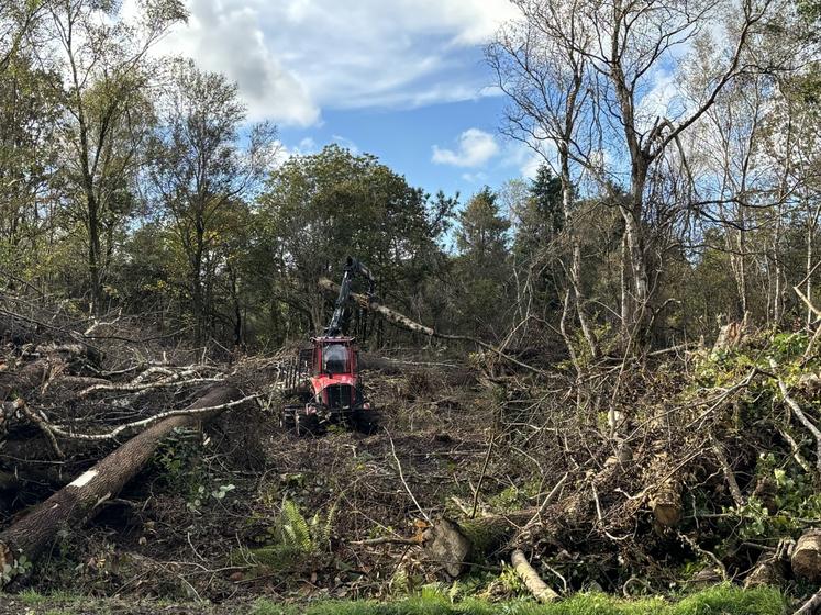 Dans la forêt de Saint-Patrice-de-Claids, l'heure est au déblaiement des arbres tombés par la tempête.