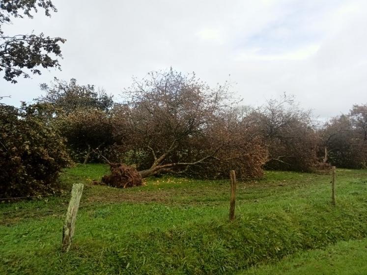 Au petit matin du 2 novembre 2023, c'était la désolation ! De nombreux pommiers étaient à terre en raison de la tempête Ciaran.