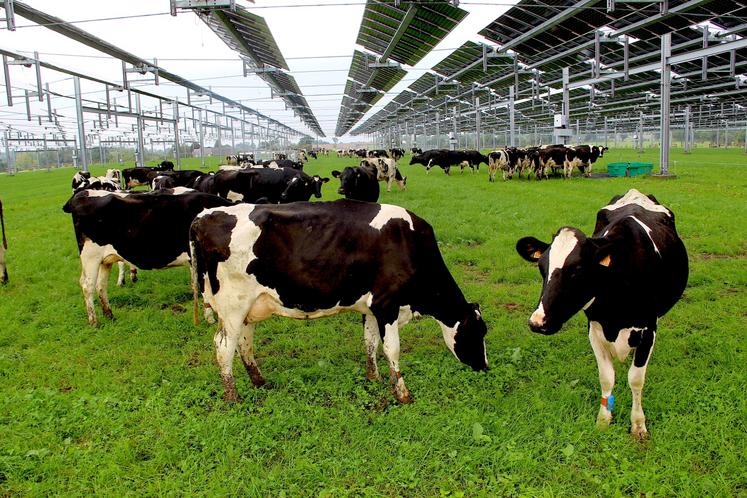 À St-Ouen-des-Besaces (14), cela faisait 15 ans que les animaux ne sortaient plus pour des questions techniques et d'organisation du travail. Depuis deux mois, elles ressortent 1 à 3 heures par jour. "Les vaches doivent se réhabituer à couper l'herbe, ça s'améliore de jour en jour. Elles comprennent aussi qu'elles peuvent se coucher dans la parcelle", constate Yoann Bizet.