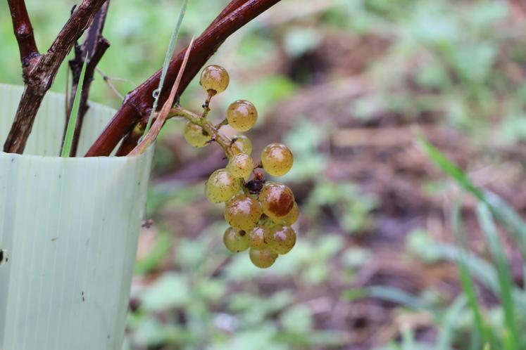 Le Floréal est une variété de raisin de cuve blanc créée par l'Inrae.