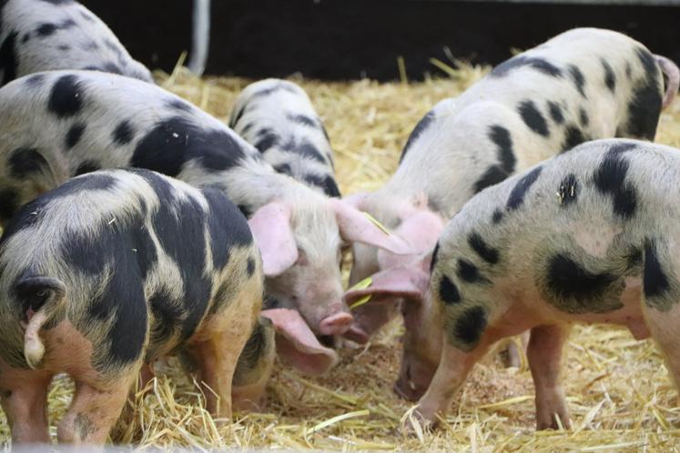 Une douzaine de porcs de Bayeux a participé au concours régional 2024, provenant d'une ferme du Mans et de quatre exploitations calvadosiennes.