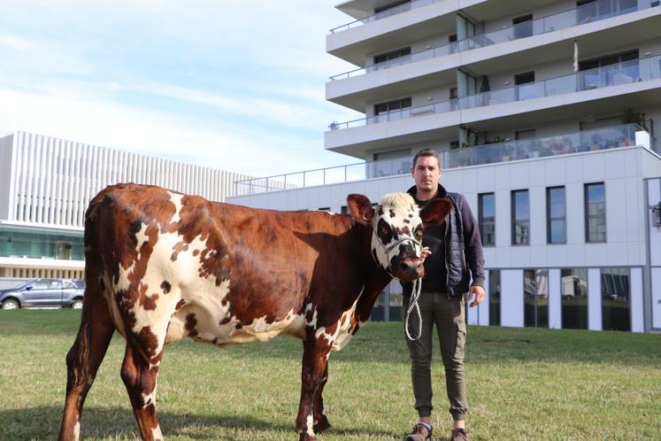 Clément Gosset avec Soucieuse, vache égérie de Vachement Caen.