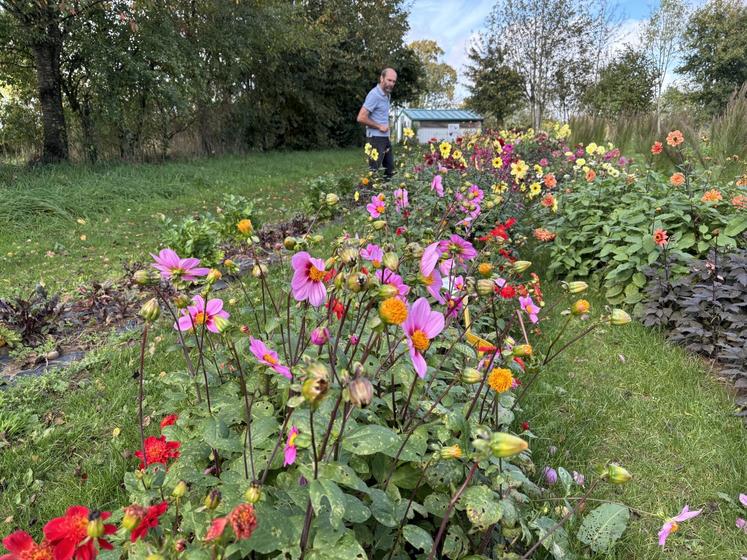 Bonbon Voltz a été primé au concours international du dahlia à Paris.