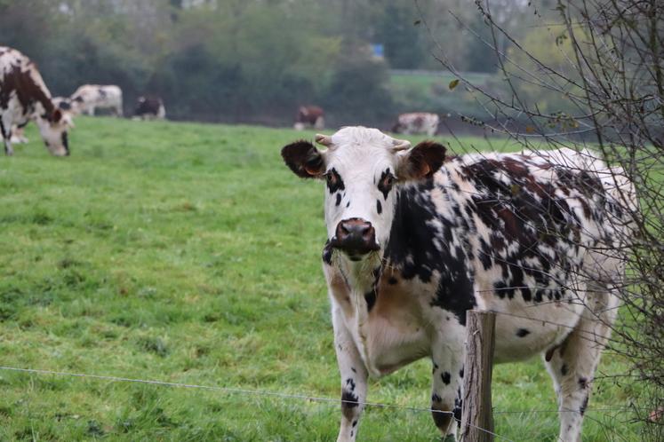 La ferme compte environ soixante vaches à la traite.