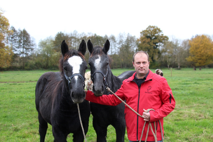 Mathieu Pavé, éleveur de Percherons à Saint-Aubin-d'Appenai, aux côtés de ses deux pouliches de l'année : Olga et Oasis.