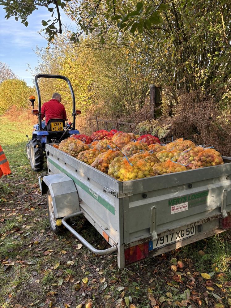 Pendant deux jours, pas moins de 4 tonnes de pommes ont été glanées dans le verger de 3 ha.