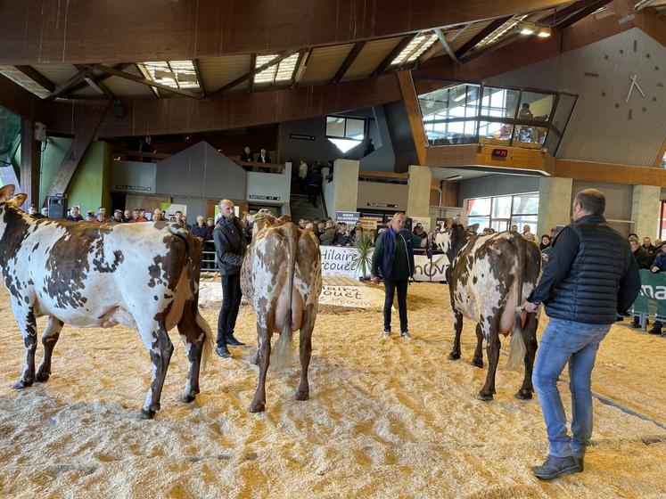 La Normande sera à l'honneur pour le concours interdépartemental à la Saint Martin. Un moment convoité par les visiteurs.