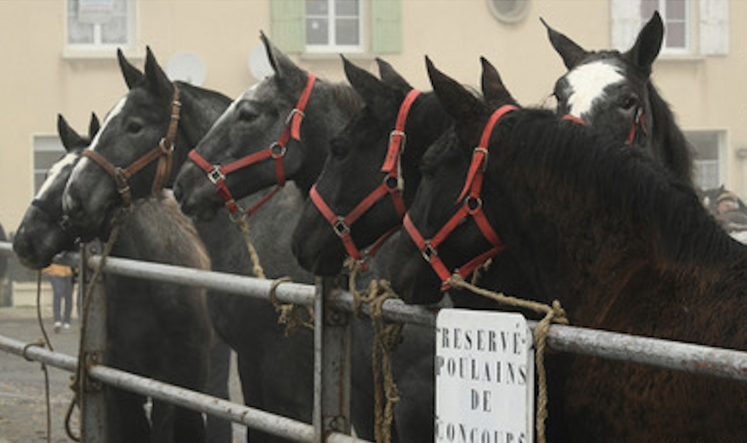 120 à 130 poulains de l'année seront en vente et une dizaine de Percherons (adultes), présélectionnés par Mathieu Pavé, seront mis aux enchères.