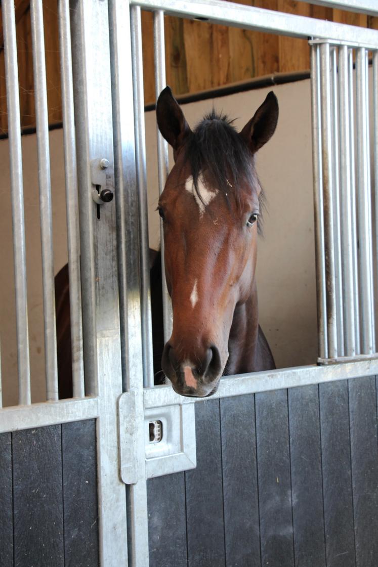 Certains pensionnaires sont des chevaux ayant concouru dans de prestigieuses courses de galop (groupe 1).