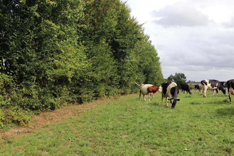 Plusieurs agriculteurs du département ont reçu à partir de cet été des courriers pour élaguer "à vue de ciel" leurs haies, côté voie publique.