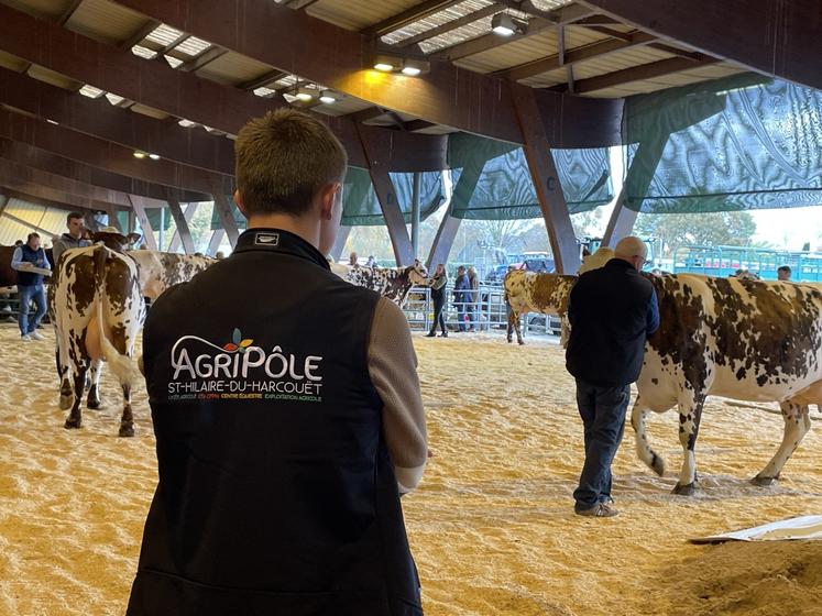 Chaque année,  7 à 8 jeunes du lycée agricole de Saint-Hilaire viennent prêter main forte aux éleveurs et participent à la circulation des animaux sur le ring pendant les épreuves.