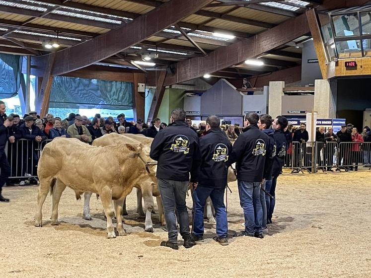 Les Blondes d'Aquitaine seront de retour à la Foire Saint-Martin de Saint-Hilaire-du-Harcouët, sous le marché couvert. Une quarantaine d'animaux est attendue.