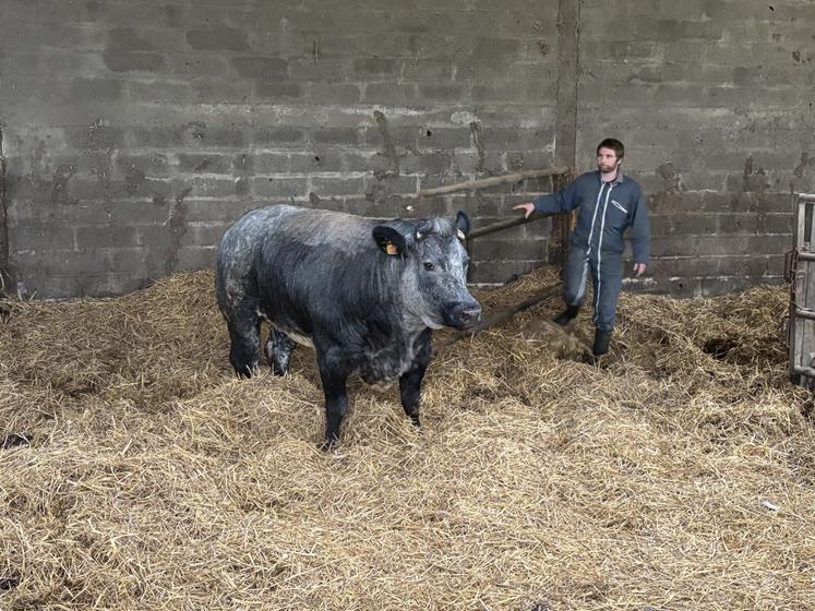 Alexis Levionnais au pied de son animal le 23 novembre pour trouver la meilleure plus-value.