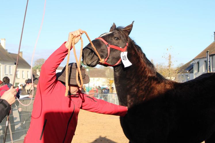 La Foire aux poulains Percherons 2024 a été annulée en raison du risque de propagation de rhinopneumonie équine.