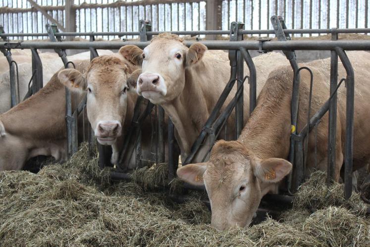 Ici, 150 vaches sont élevées par Marion, membre de l'Aseban depuis qu'il est installé. "C'est une association qui nous permet de se retrouver plusieurs fois dans l'année et d'avancer en matière de génétique."