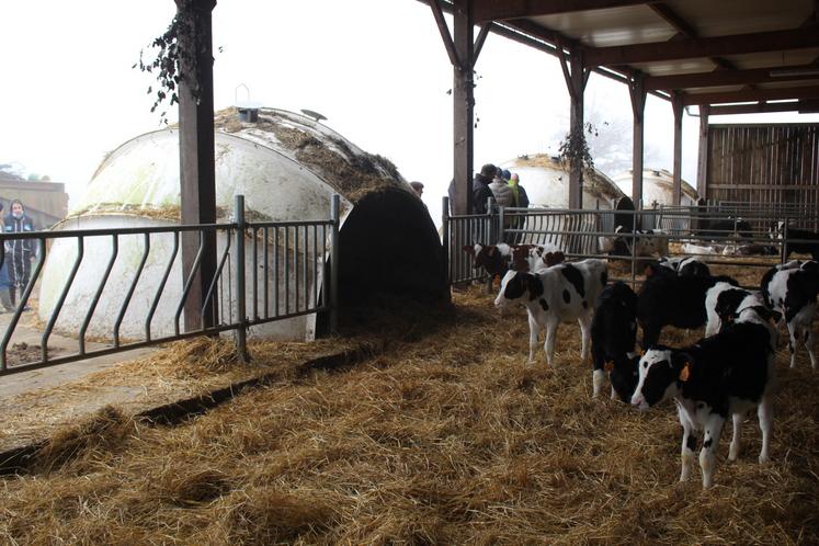 Exposé plein sud, le bâtiment est doté d'igloos pouvant abriter des lots de cinq à dix animaux environ. "C'est facile à nettoyer, il suffit de le retourner et de le vaporiser."