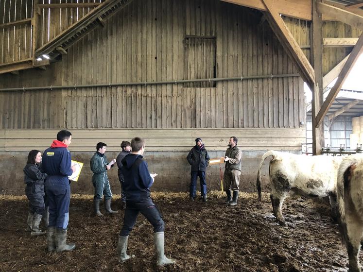 Pour chaque race, les participants se réfèrent à une vache témoin afin d'appréhender les différents critères morphologiques.