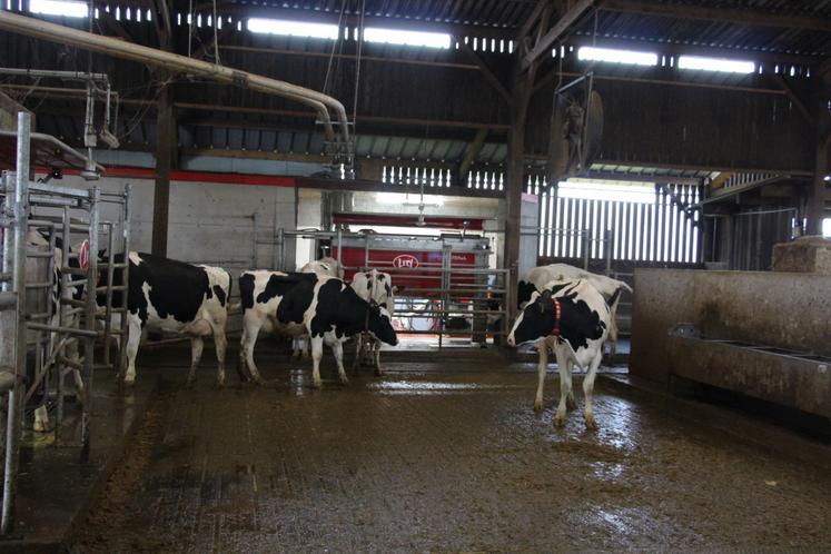 En moyenne, les vaches sont traites 3,1 fois par jour.