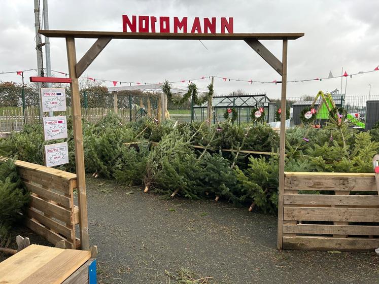 Noël approchant, Agri Bessin a aussi pensé aux décorations en proposant des sapins Nordmann à la vente.