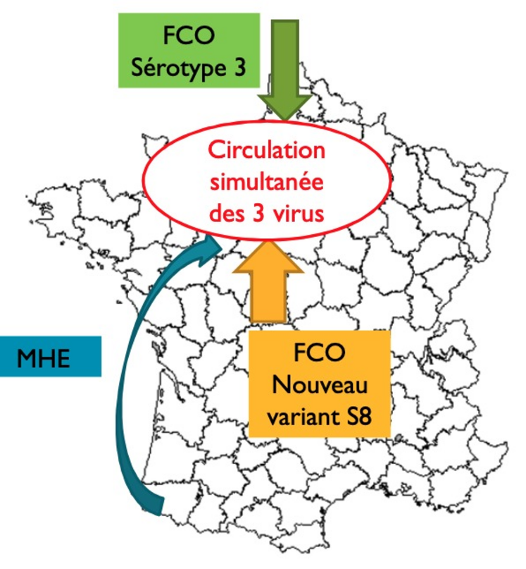 La projection de l'évolution de la FCO 3 et 8 et de la MHE en 2025.