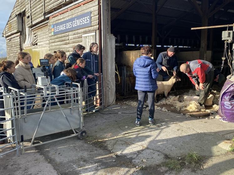 Dès leur entrée, les béliers ont été tondus.