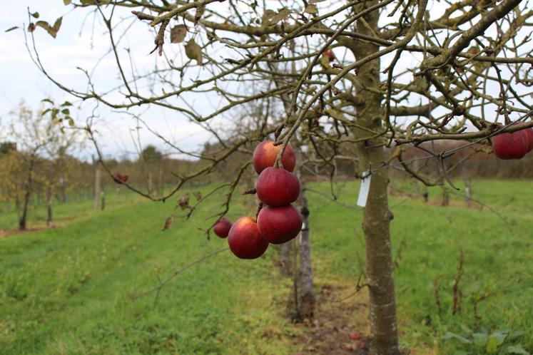 IFPC vergers pommes Sées