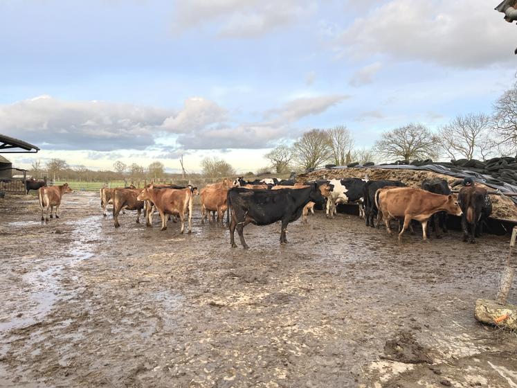 En hiver, les vaches peuvent se dégourdir les pattes sur l'aire de détente et accèdent directement au tas d'ensilage d'herbe.