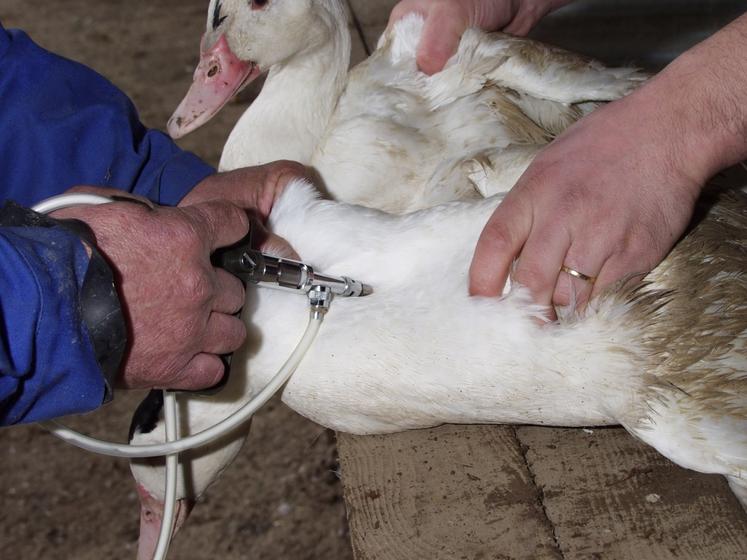 Deux cas de grippe aviaire ont été détectés en Normandie fin 2024.