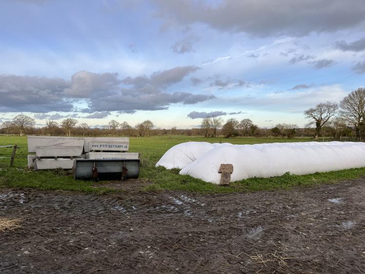 La moitié du méteil sert à nourrir le troupeau de vaches laitières. Une fois récoltés, les grains sont conservés dans des boudins avant d'être distribués individuellement en salle de traite.