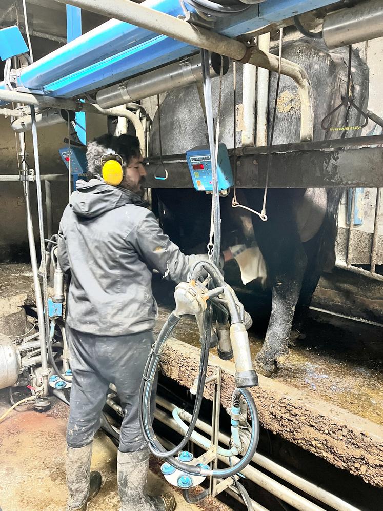 La salle de traite qu'il a installée lui permet de traire 2x6 vaches en même temps.