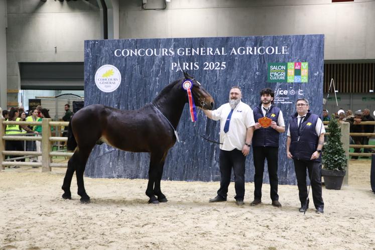 Milan des Aubriais, de la SCEA des Aubriais située en Ille-et-Vilaine, rafle la 1e place aux Normands. C'est la première participation de ce jeune éleveur au Salon international de l'agriculture.