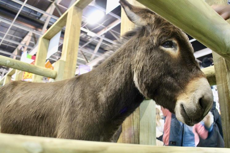 éonidas du Val d'Elle, un âne normand de 4 ans, se distinguera par sa présence et sa participation au Trophée National de l'Âne accompagné de Julian Bergeon, agent technique spécialiste asin. Un défi à la fois technique et physique comprenant 3 épreuves : le port de charges, la traction de précision (passer des banderoles, slalomer, s'arrêter...), et l'attelage. 